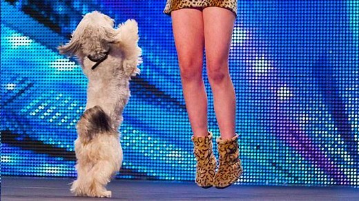 14M views · 69K reactions | What an amazing 1st audition! RIP Pudsey :( #GotTalent | Animals Got Talent | Facebook