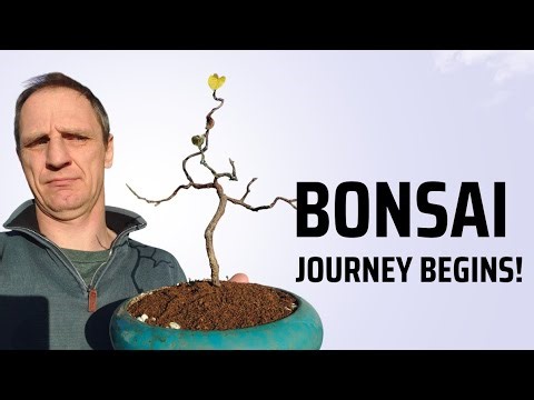 New Bonsai Grower: Mistakes, Techniques & Real Progress