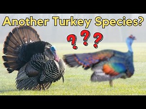 Do You Know How Many Species There Are of Well-Known Animals?