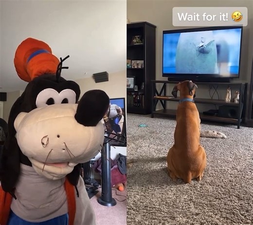 50K views · 2.2K reactions | Goofy reacts to an assortment of videos...a 7th time! | Brock Baker | Facebook