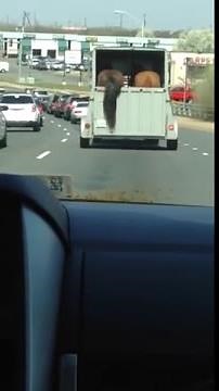 HORSE POOPING ON STREET