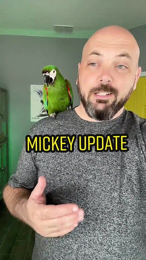 Mickey the Severe Macaw: 2 Month Update on Progress