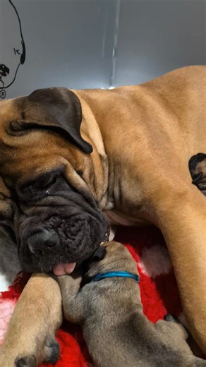 As I sit here in the whelping box with Ivy and the Grimmlins I realise how blessed we are. We have a wonderful mom and 10 strong babies. What else could we hope for!! Newalba Boxers & Bullmastiffs | Wes Larnie
