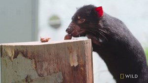 32K views · 596 reactions | Tasmanian Devils, Mustard and Sprout, fight it out in their new enclosure. | National Geographic Animals | Facebook