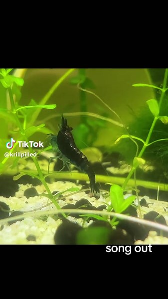#krill #shrimp #music #singer #reposts