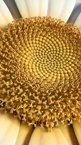 10K views · 208 reactions | Connecting geometry, nature and...