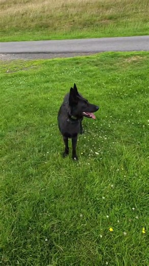 Your dog's bad behavior might be fixable #DogTraining #Tips #Shorts