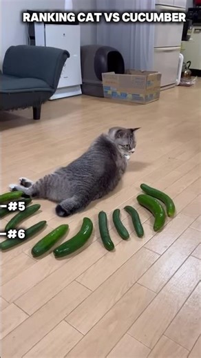 Ranking Cats vs Cucumber 🥒😹 | Funniest Cat Reactions