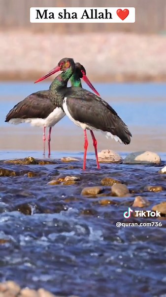 ░B░e░a░u░t░i░f░u░l░ ░Q░u░r░a░n░