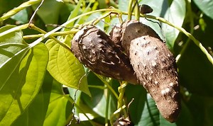 Dioscorea alata vs. Dioscorea bulbifera | The Survival Gardener