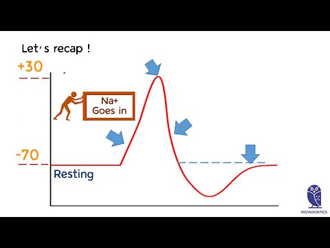 Action Potential chart explained