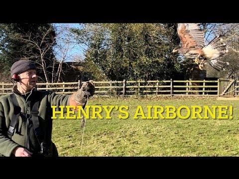 Pt. 5 HOW TO TRAIN A HARRIS HAWK; Creance line call offs and more