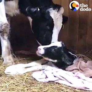 18M views · 247K reactions | This brave cow proves moms would do anything for their babies  | The Dodo | Facebook