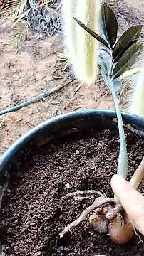 How to Plant the Black Raven Zamioculcas