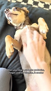 33 reactions · 80 shares | DM-01™ Daily Multivitamin is an all-in-one solution to common skin issues such as itching, allergies, paw-licking, hotspots and irritation. ✔️ 12 Clinically-backed ingredients ✔️ Vet-Formulated ✔️ Made in Vermont Start your dog's health journey today. Use code DOGDAY for 25% off. | Dog is Human | Facebook