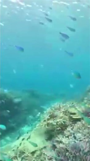 慶良間諸島への旅（座間味島／中村屋シュノーケリングツアー⑥）２０２６年４月