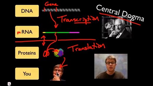 Transcription and Translation_Bozeman Science