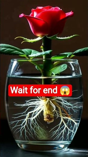 rose is growing very fastly just in glass😱#shorts #viral #plants