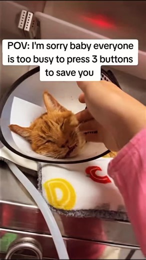 Breille Pets on Instagram: "No one has donated for this poor cat. Everyone just leaves without saying a word."