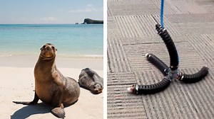 Researchers reveal a soft-limbed robotic seal inspired by pinnipeds