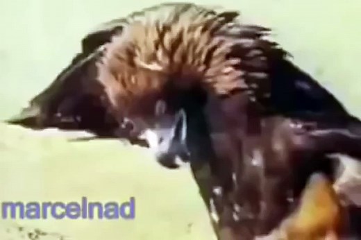 Eagle vs wolf. Attack. Wolf hunting with an eagle – Видео Dailymotion