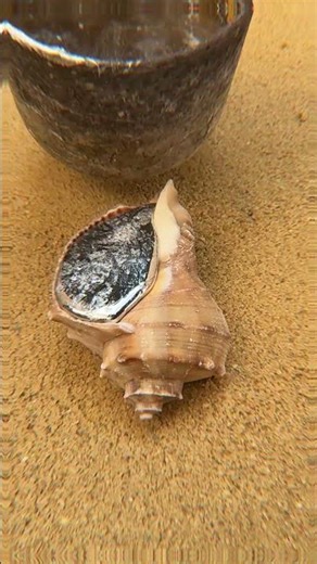 Recycled Aluminum Snail Shell Magic 🐌 #shorts #viralvideo #recycling #satisfying