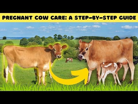 Pregnant Cow Care: Everything You Need to Know - Before And After Birth