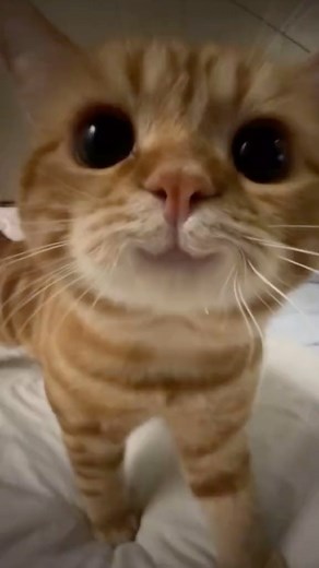 cat memes on Instagram: "she’s so 👁️👁️"