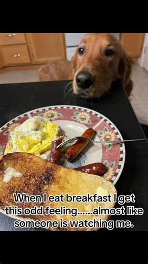 Is someone watching me?#dog#cute#food#watching