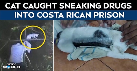 Cat Found Sneaking Ganja, Cocaine Into Costa Rican Prison. How It Was Caught