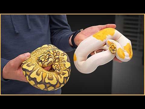 Top 10 BEST Ball Pythons of 2024!