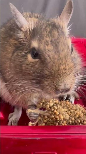 Satisfying Degu Chewing Sounds 🌾🐹 #ASMR #cute #pets #cuteanimals #chewingsounds #chewingasmr