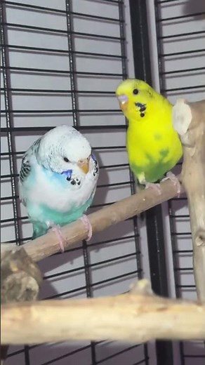 #birdmom #parakeets #budgie #budgies #tamebudgie