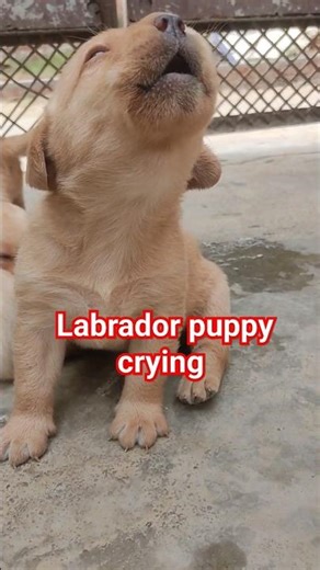 labrador puppy crying 😭😭😭🙏