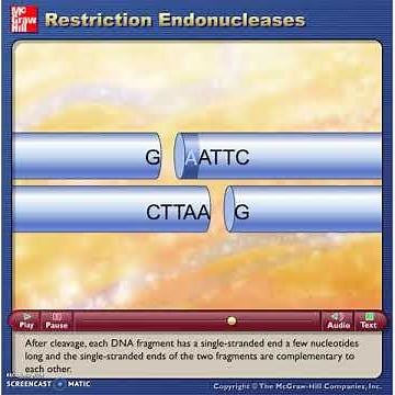 McG- H - Restriction Endonucleases