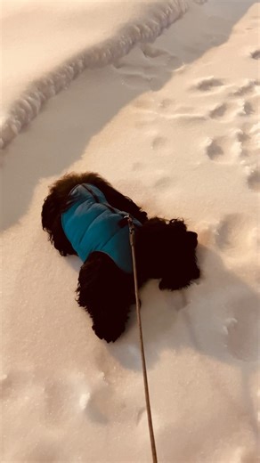 Cocker spaniel just keeps on chilling this Winter #cockerspaniel #fun #snow