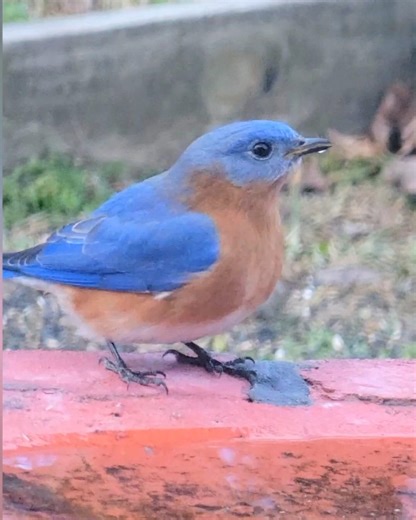 Male Eastern Bluebird #birds #nature #wildlife