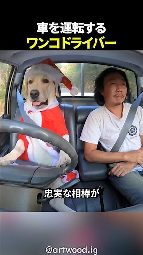 Dog driver driving a car
