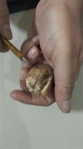 Supaari🌰🌰🌰 (BETEL NUTS Peeling) 🌰(పోక వక్కలకాయలు) Shell Vakkalu ,Betel nuts, Areca Catechu🌰 Nuts