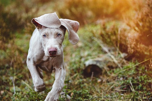 Weimaraner Facts You May Not Know