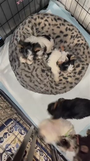 Teacup and tricolor Yorkies. Ready for new home #yorkshireterrier #yorkie #yorkielove #westyorkshire #yorkies #yorkielife #terrier #yorkshiredales #yorkiecute #yorkiepuppy #yorkielove #yorkiesofınstagram #yorkiesofig #yorkiesofficial #yorkieoftheday #fblifestyle | Yorkie kennel