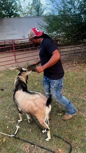 6.1K views · 3.5K reactions | Trying to teach an old dog new tricks #fyp #contentcreator #influencer #countryman #barn #horsingaround #barnfun #goat #country | Tre Davis | Facebook