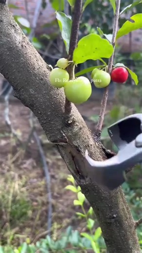 Master Air Layering Grafting Techniques for Bonsai Trees