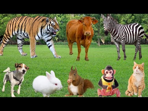 Life of Wild Animals: Zebra, Elephant, Tiger, Monkey, Cow, Rhinoceros-Zoo Animals