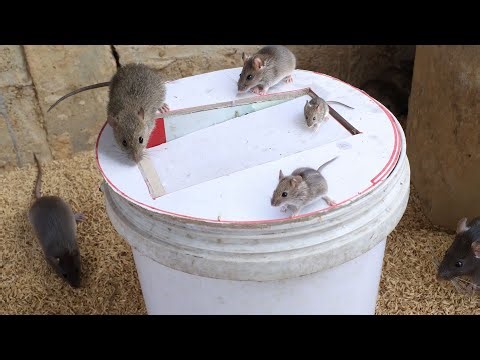 DIY HUMANE MOUSE TRAP USING A PAINT BUCKET AND CARDBOARD