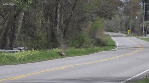 Trying to get high speed internet in rural Orangeburg County