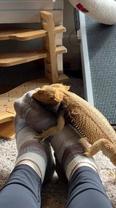 OH. MY. GOD. The Smart Wool socks have ARRIVED. 🎉 I am OBSESSED. The texture? IMMACULATE. The warmth? UNMATCHED. The audacity of you to walk in here wearing something so luxurious and NOT expect me to react? PLEASE. This is a MOMENT, and I will be making a very big deal about it. You’re welcome. | Valerie Musser