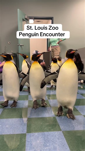 This was such an adorable experience! 🥹🤍🐧 @Saint Louis Zoo #penguinencounter #stlouiszoo #penguin #encounter #traveltiktok
