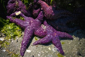 A List Of Rare Purple Animals You've Probably Never Seen Before