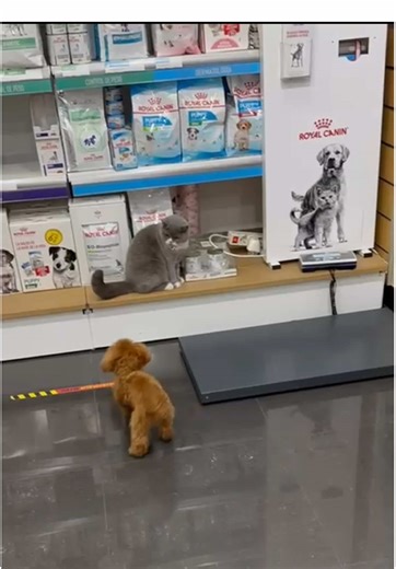 My baby Valentino loves going to the vet. . . . #poodle #teacup minitoy #apricot #model